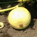 Pumpkineer