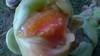 Boudyo.F