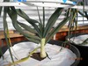 giantveg