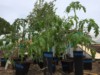 Garden Rebel (Team Rebel Rousers)
