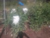 wixom grower ( The Polish Hammer)