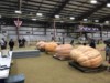 Henry-the giant pumpkin grower