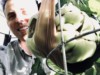 Weird Wint (Tomatoes)