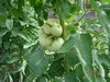 giantveg