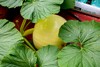 Giant Pumpkins NZ