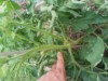 TomatoTim