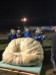 Henry-the giant pumpkin grower
