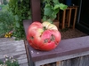 World Record Tomato 8.61 Sutherland