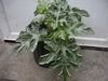 curled leaves