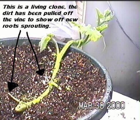 Cloned Plant