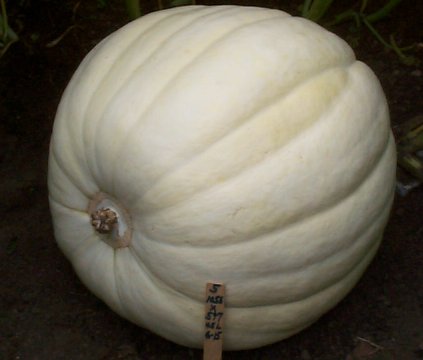 White Pumpkin from 1056 Stellpflug