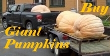 Link To: Buy Giant Pumpkins